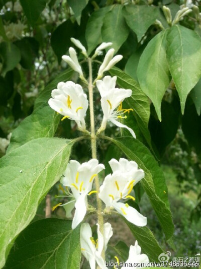 【石之若璞-花事-春末觅花影】金银木一般指金银忍冬 中文学名：金银忍冬 拉丁学名：Lonicera maackii (Rupr.) Maxim. 别 称：金银木、胯杷果 英文名称：Amur honeysuckle 忍冬科-忍冬属~