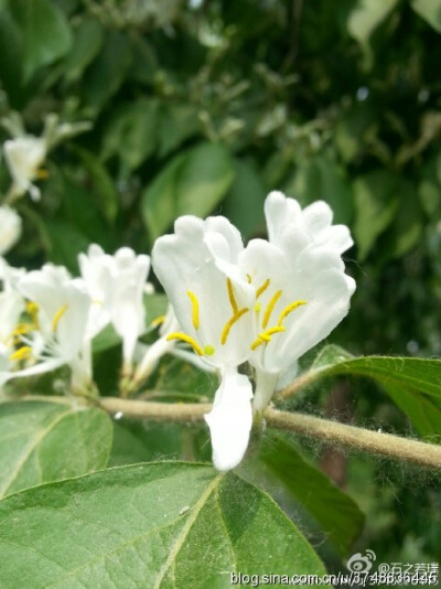 【石之若璞-花事-春末觅花影】金银木一般指金银忍冬 中文学名：金银忍冬 拉丁学名：Lonicera maackii (Rupr.) Maxim. 别 称：金银木、胯杷果 英文名称：Amur honeysuckle 忍冬科-忍冬属~