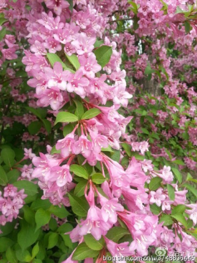  【石之若璞-花事-春末觅花影】中文学名：锦带花 拉丁学名：Weigela florida (Bunge) A. DC. 别 称：锦带、五色海棠、山脂麻、海仙花 英文名称：Oldfashioned Weigela 忍冬科-锦带花属~