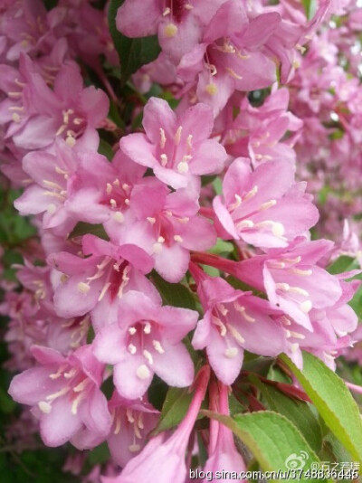  【石之若璞-花事-春末觅花影】中文学名：锦带花 拉丁学名：Weigela florida (Bunge) A. DC. 别 称：锦带、五色海棠、山脂麻、海仙花 英文名称：Oldfashioned Weigela 忍冬科-锦带花属~