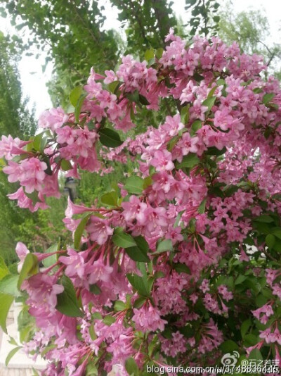  【石之若璞-花事-春末觅花影】中文学名：锦带花 拉丁学名：Weigela florida (Bunge) A. DC. 别 称：锦带、五色海棠、山脂麻、海仙花 英文名称：Oldfashioned Weigela 忍冬科-锦带花属~