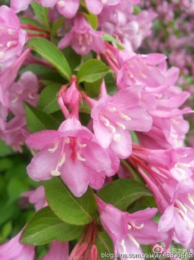  【石之若璞-花事-春末觅花影】中文学名：锦带花 拉丁学名：Weigela florida (Bunge) A. DC. 别 称：锦带、五色海棠、山脂麻、海仙花 英文名称：Oldfashioned Weigela 忍冬科-锦带花属~