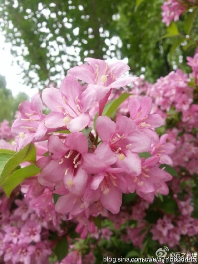  【石之若璞-花事-春末觅花影】中文学名：锦带花 拉丁学名：Weigela florida (Bunge) A. DC. 别 称：锦带、五色海棠、山脂麻、海仙花 英文名称：Oldfashioned Weigela 忍冬科-锦带花属~