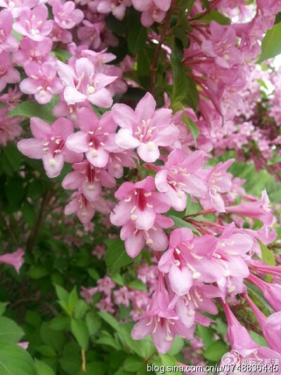  【石之若璞-花事-春末觅花影】中文学名：锦带花 拉丁学名：Weigela florida (Bunge) A. DC. 别 称：锦带、五色海棠、山脂麻、海仙花 英文名称：Oldfashioned Weigela 忍冬科-锦带花属~