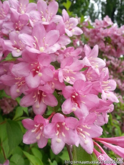  【石之若璞-花事-春末觅花影】中文学名：锦带花 拉丁学名：Weigela florida (Bunge) A. DC. 别 称：锦带、五色海棠、山脂麻、海仙花 英文名称：Oldfashioned Weigela 忍冬科-锦带花属~