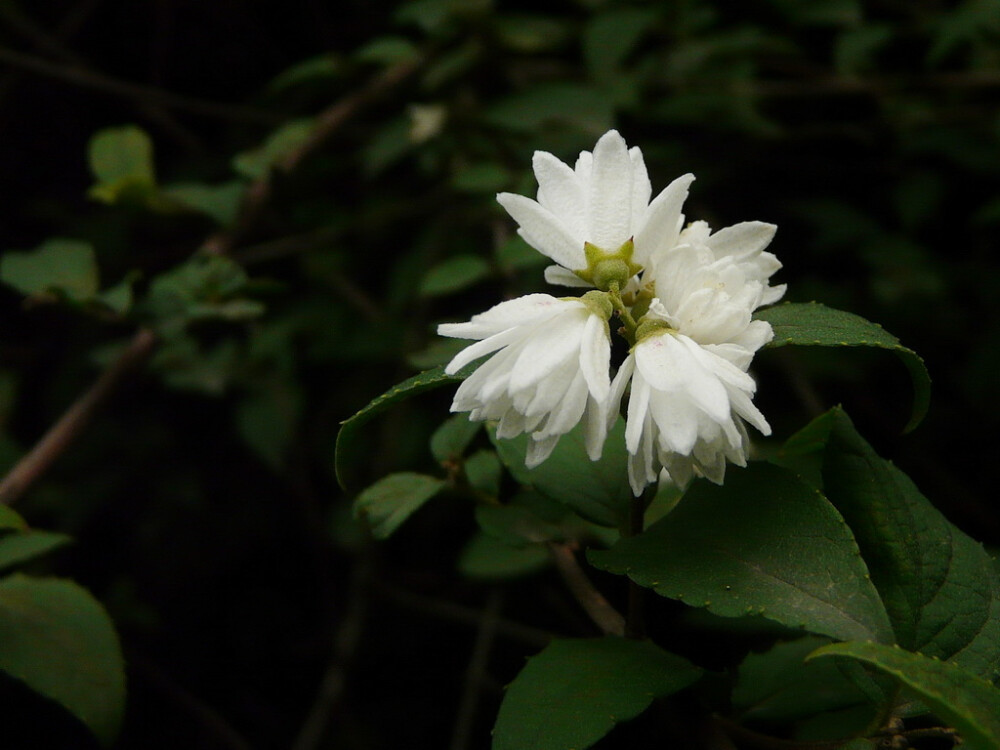 溲疏（sou shu）(Deutzia scabra Thunb)为虎耳草科、溲疏属落叶灌木。 树皮薄片状剥落。小枝中空，红褐色，幼时有星状柔毛。圆锥花序，伞房花序、聚伞花序或总状花序，长5 cm~12cm,花瓣5枚，白色或外面略带红晕。 初夏白花满树，洁净素雅，其重瓣变种更加美丽。 国内外庭园久经栽培。宜丛植于草坪、路边、山坡及林缘，也可作花篱及岩石园种植材料。 花枝可供瓶插观赏。 根、叶、果均可药用。