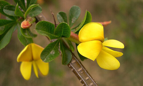 金雀花(拉丁文名:Parochetus communis)又名:紫雀花，为豆科、紫雀花属匍匐草本，高10-20厘米，被稀疏柔毛。根茎丝状，节上生根，有根瘤。瓣端稍尖，旁分两瓣，势如飞雀，色金黄，故名&amp;quot;金雀花&amp;quot;。生于林缘草地、山坡、路旁荒地，海拔2000-3000米。产四川、云南、西藏。印度、尼泊尔、不丹、斯里兰卡、缅甸、泰国、马来西亚和非洲东部也有分布。