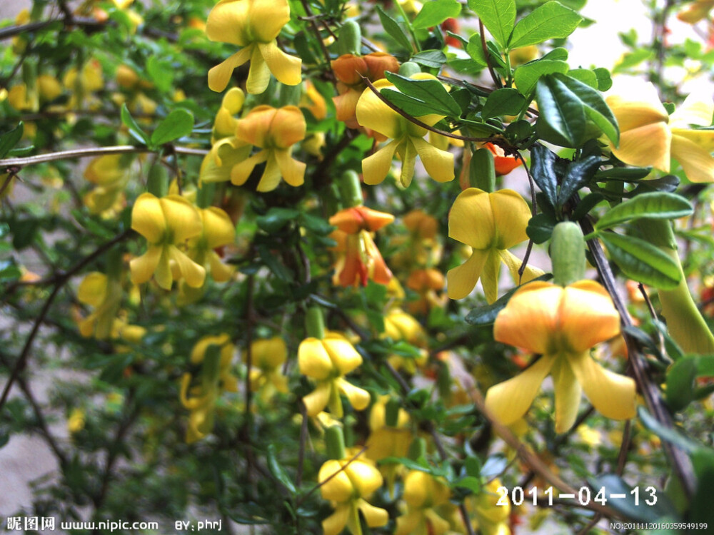 金雀花(拉丁文名:Parochetus communis)又名:紫雀花，为豆科、紫雀花属匍匐草本，高10-20厘米，被稀疏柔毛。根茎丝状，节上生根，有根瘤。瓣端稍尖，旁分两瓣，势如飞雀，色金黄，故名&amp;quot;金雀花&amp;quot;。生于林缘草地、山坡、路旁荒地，海拔2000-3000米。产四川、云南、西藏。印度、尼泊尔、不丹、斯里兰卡、缅甸、泰国、马来西亚和非洲东部也有分布。