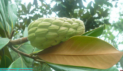 荷花玉兰（学名：Magnolia grandiflora），又名洋玉兰（中国树木分类学）、广玉兰（上海），为木兰科木兰属的植物，原产美洲，北美洲以及中国大陆的长江流域及其以南有栽培，北方如北京、兰州等地有引种。供观赏，花含芳香油。 此为其果实