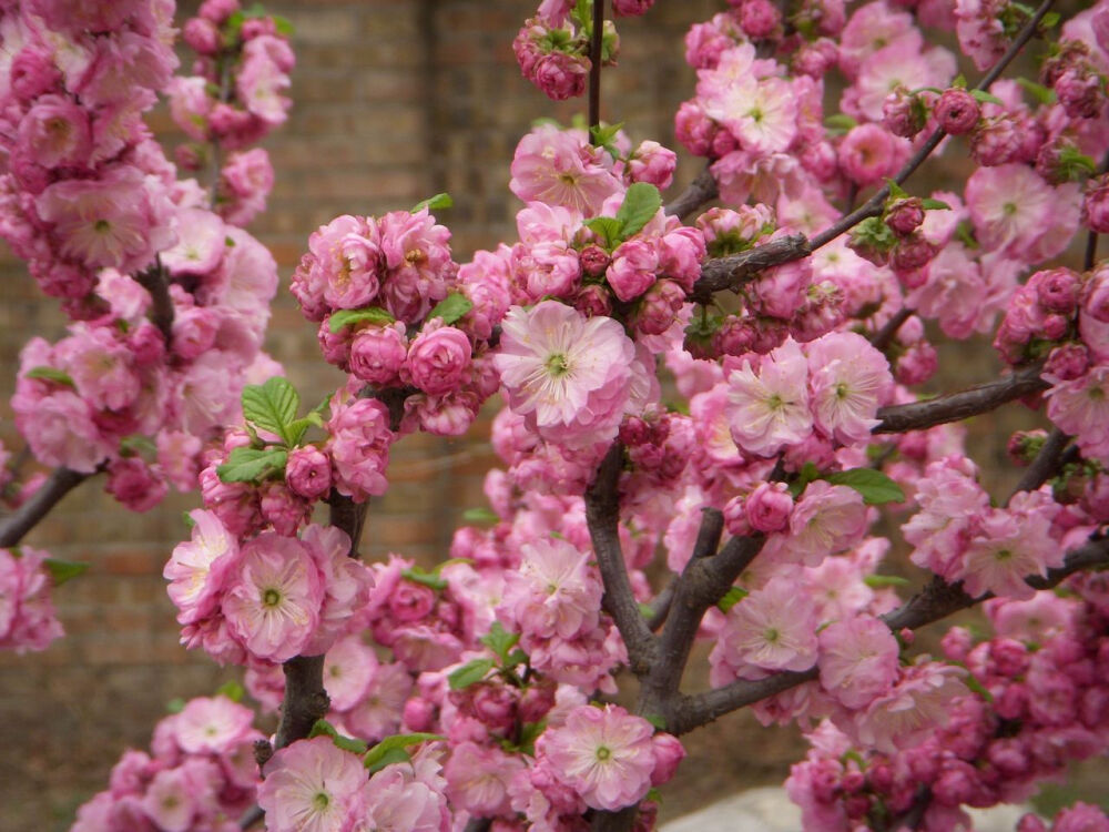 榆叶梅(学名:Amygdalus triloba)，又叫小桃红，因其叶片像榆树叶，花朵酷似梅花而得名。为灌木稀小乔木，高2-3米;枝条开展，具多数短小枝;小枝灰色，一年生枝灰褐色，无毛或幼时微被短柔毛;冬芽短小，长2-3毫米。 枝紫褐色，叶宽椭圆形至倒卵形，先端3裂状，缘有不等的粗重锯齿;花单瓣至重瓣，紫红色，1~2朵生于叶腋，花期4月;核果红色，近球形，有毛。 榆叶梅在中国已有数百年栽培历史，全国各地多数公园内均有栽植。本种开花早，主要供观赏，常见栽培类型有重瓣榆叶梅(花重瓣，粉红色;萼片通常10枚)、鸾枝(花瓣与萼片各10枚，花粉红色;叶片下面无毛)。