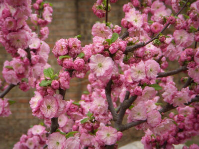 榆叶梅(学名:Amygdalus triloba)，又叫小桃红，因其叶片像榆树叶，花朵酷似梅花而得名。为灌木稀小乔木，高2-3米;枝条开展，具多数短小枝;小枝灰色，一年生枝灰褐色，无毛或幼时微被短柔毛;冬芽短小，长2-3毫米。 枝…