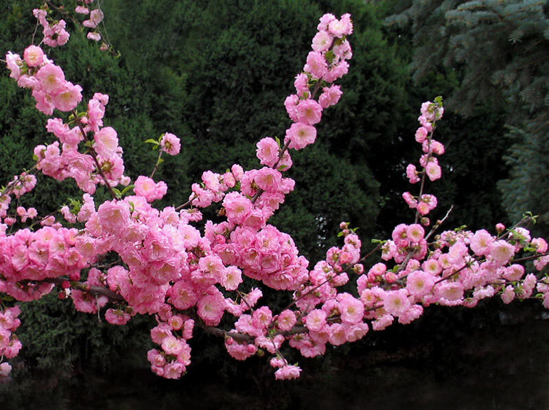 榆叶梅(学名:Amygdalus triloba)，又叫小桃红，因其叶片像榆树叶，花朵酷似梅花而得名。为灌木稀小乔木，高2-3米;枝条开展，具多数短小枝;小枝灰色，一年生枝灰褐色，无毛或幼时微被短柔毛;冬芽短小，长2-3毫米。 枝紫褐色，叶宽椭圆形至倒卵形，先端3裂状，缘有不等的粗重锯齿;花单瓣至重瓣，紫红色，1~2朵生于叶腋，花期4月;核果红色，近球形，有毛。 榆叶梅在中国已有数百年栽培历史，全国各地多数公园内均有栽植。本种开花早，主要供观赏，常见栽培类型有重瓣榆叶梅(花重瓣，粉红色;萼片通常10枚)、鸾枝(花瓣与萼片各10枚，花粉红色;叶片下面无毛)。