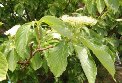 灯台树Cornus controversa Hemsl.又名瑞木、女儿木、六角树。是山茱萸科灯台树属落叶乔木，高10米-15米。具有很高的观赏价值，是我国珍贵的乡土树种。是公园、庭院、街道、风景区等各种园林的绿化极品。