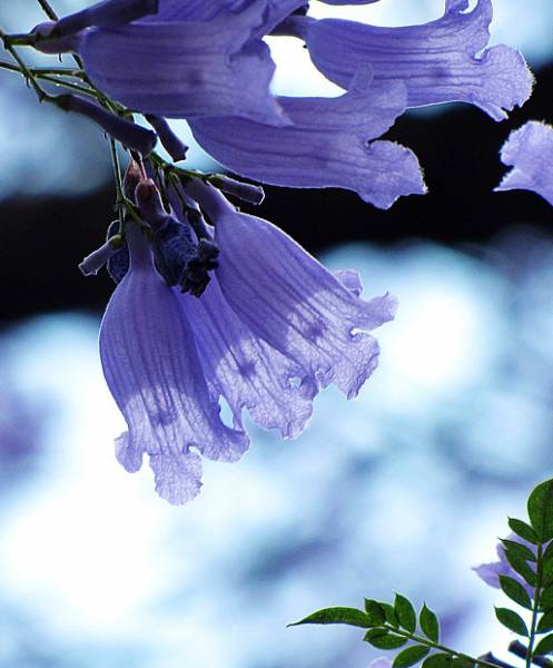 蓝花楹（学名：Jacaranda mimosifolia）是紫葳科蓝花楹属的植物。分布在阿根廷、玻利维亚、巴西以及中国的广西、海南、广东、云南、福建等地，目前已由人工引种栽培。蓝花楹是落叶乔木。树冠高大，高12～15米，最高可达20米。二回羽状复叶对生，叶大，羽片通常在15对以上，每一羽片有小叶10～24对，羽状，着生紧密。小叶长椭圆形，长约1cm，全缘，先端锐尖，略被微柔毛。圆锥花序顶生或腋生，花钟形，花冠二唇形5裂，长约5cm，蓝紫色，二强雄蕊。花期春末至秋初，开花时叶落尽。蒴果木质，卵球形，稍扁，浅褐色，直径约5cm，种子小而有翅。木材暗褐色。好温暖气候，宜种植于阳光充足的地方。