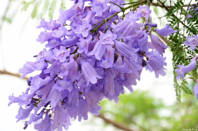 蓝花楹（学名：Jacaranda mimosifolia）是紫葳科蓝花楹属的植物。分布在阿根廷、玻利维亚、巴西以及中国的广西、海南、广东、云南、福建等地，目前已由人工引种栽培。蓝花楹是落叶乔木。树冠高大，高12～15米，最高可达20米。二回羽状复叶对生，叶大，羽片通常在15对以上，每一羽片有小叶10～24对，羽状，着生紧密。小叶长椭圆形，长约1cm，全缘，先端锐尖，略被微柔毛。圆锥花序顶生或腋生，花钟形，花冠二唇形5裂，长约5cm，蓝紫色，二强雄蕊。花期春末至秋初，开花时叶落尽。蒴果木质，卵球形，稍扁，浅褐色，直径约5cm，种子小而有翅。木材暗褐色。好温暖气候，宜种植于阳光充足的地方。