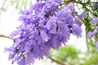 蓝花楹（学名：Jacaranda mimosifolia）是紫葳科蓝花楹属的植物。分布在阿根廷、玻利维亚、巴西以及中国的广西、海南、广东、云南、福建等地，目前已由人工引种栽培。蓝花楹是落叶乔木。树冠高大，高12～15米，最高…