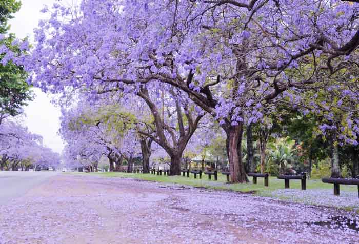 蓝花楹（学名：Jacaranda mimosifolia）是紫葳科蓝花楹属的植物。分布在阿根廷、玻利维亚、巴西以及中国的广西、海南、广东、云南、福建等地，目前已由人工引种栽培。蓝花楹是落叶乔木。树冠高大，高12～15米，最高可达20米。二回羽状复叶对生，叶大，羽片通常在15对以上，每一羽片有小叶10～24对，羽状，着生紧密。小叶长椭圆形，长约1cm，全缘，先端锐尖，略被微柔毛。圆锥花序顶生或腋生，花钟形，花冠二唇形5裂，长约5cm，蓝紫色，二强雄蕊。花期春末至秋初，开花时叶落尽。蒴果木质，卵球形，稍扁，浅褐色，直径约5cm，种子小而有翅。木材暗褐色。好温暖气候，宜种植于阳光充足的地方。