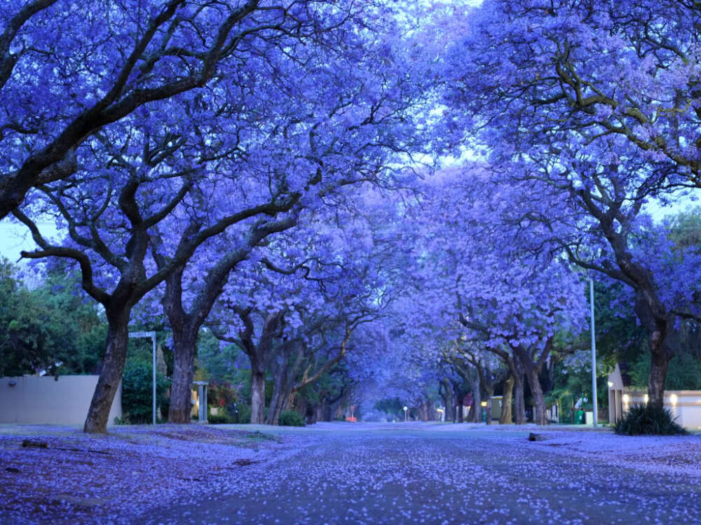 蓝花楹（学名：Jacaranda mimosifolia）是紫葳科蓝花楹属的植物。分布在阿根廷、玻利维亚、巴西以及中国的广西、海南、广东、云南、福建等地，目前已由人工引种栽培。蓝花楹是落叶乔木。树冠高大，高12～15米，最高可达20米。二回羽状复叶对生，叶大，羽片通常在15对以上，每一羽片有小叶10～24对，羽状，着生紧密。小叶长椭圆形，长约1cm，全缘，先端锐尖，略被微柔毛。圆锥花序顶生或腋生，花钟形，花冠二唇形5裂，长约5cm，蓝紫色，二强雄蕊。花期春末至秋初，开花时叶落尽。蒴果木质，卵球形，稍扁，浅褐色，直径约5cm，种子小而有翅。木材暗褐色。好温暖气候，宜种植于阳光充足的地方。