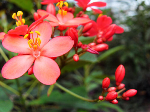 琴叶珊瑚(Jatropha integerrima)别名变叶珊瑚花、琴叶樱 、南洋樱 、日日樱 ，大戟科Euphorbiaceae痳疯树属，为常绿灌木，花红色，植物体有乳汁，乳汁有毒。原产于西印度群岛，在中国南方多有栽培。 因其叶型似琴，而有名曰琴叶樱;而且长得像樱花，所以叫做日日樱，另一名称南洋樱的来由，则是因由南洋引进而称南洋樱。 琴叶珊瑚属于大戟科，原产中美洲，我国南方多有栽培。