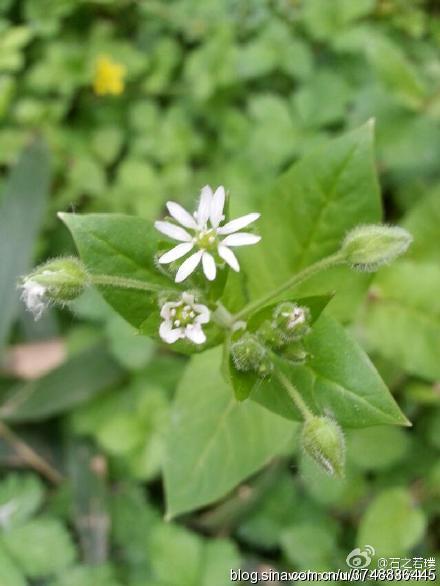 【石之若璞-花事-春末觅花影】中文学名：鹅肠菜~ 拉丁学名：Endarachne binghamiae~ 别 称：滋草~ 英 文：Aquatic Malachium~ 石竹科-繁缕属~