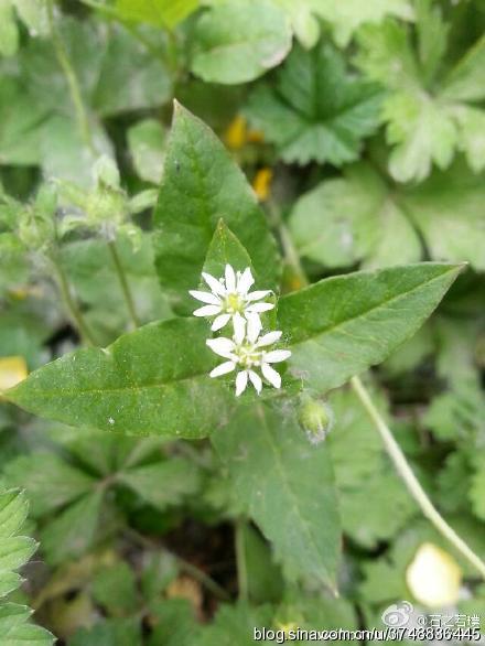 【石之若璞-花事-春末觅花影】中文学名：鹅肠菜~ 拉丁学名：Endarachne binghamiae~ 别 称：滋草~ 英 文：Aquatic Malachium~ 石竹科-繁缕属~