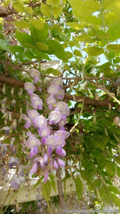 【石之若璞-花事-春末觅花影】中文学名：紫藤~ 拉丁学名：Wisteria sinensis (Sims)Sweet~ 别 称：朱藤、招藤、招豆藤、藤萝~ 豆科-紫藤属~