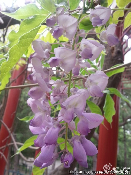 【石之若璞-花事-春末觅花影】中文学名：紫藤~ 拉丁学名：Wisteria sinensis (Sims)Sweet~ 别 称：朱藤、招藤、招豆藤、藤萝~ 豆科-紫藤属~