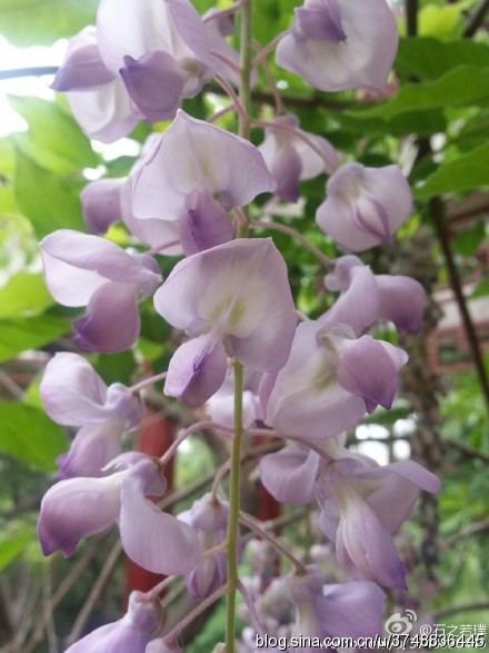 【石之若璞-花事-春末觅花影】中文学名：紫藤~ 拉丁学名：Wisteria sinensis (Sims)Sweet~ 别 称：朱藤、招藤、招豆藤、藤萝~ 豆科-紫藤属~