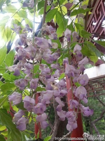 【石之若璞-花事-春末觅花影】中文学名：紫藤~ 拉丁学名：Wisteria sinensis (Sims)Sweet~ 别 称：朱藤、招藤、招豆藤、藤萝~ 豆科-紫藤属~