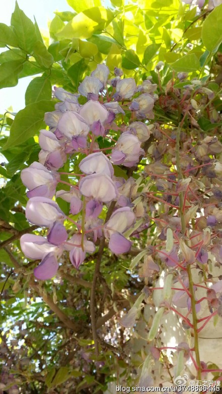 【石之若璞-花事-春末觅花影】中文学名：紫藤~ 拉丁学名：Wisteria sinensis (Sims)Sweet~ 别 称：朱藤、招藤、招豆藤、藤萝~ 豆科-紫藤属~