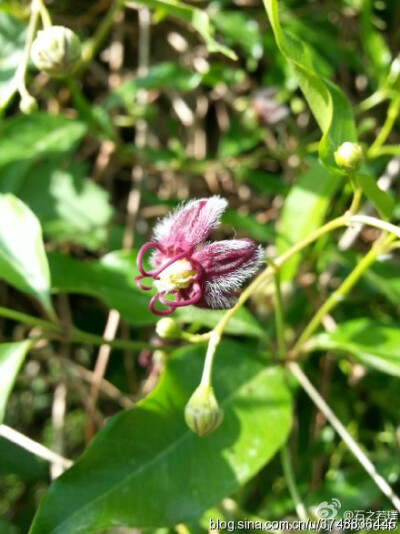  【石之若璞-花事-春末觅花影】中文学名：杠柳~ 拉丁学名：Periploca sepium Bunge~ 别 称：羊奶条，山五加皮、香加皮、北五加皮~ 萝藦科-杠柳属~