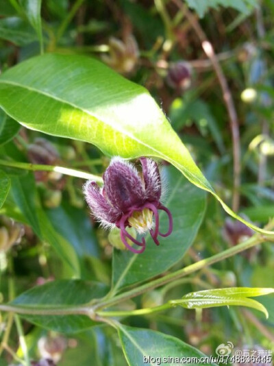  【石之若璞-花事-春末觅花影】中文学名：杠柳~ 拉丁学名：Periploca sepium Bunge~ 别 称：羊奶条，山五加皮、香加皮、北五加皮~ 萝藦科-杠柳属~