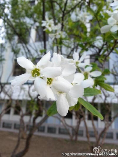 【石之若璞-花事-春末觅花影】中文学名：白鹃梅~ 拉丁学名：Exochorda racemosa (Lindl.) Rehd.~ 别 称：金瓜果、九活头、茧子花~ 蔷薇科-绣线菊亚科-白鹃梅属~