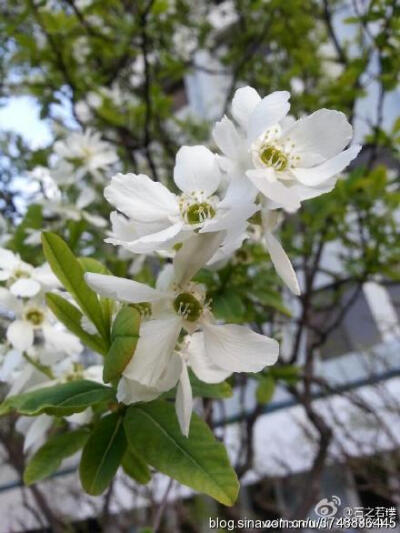 【石之若璞-花事-春末觅花影】中文学名：白鹃梅~ 拉丁学名：Exochorda racemosa (Lindl.) Rehd.~ 别 称：金瓜果、九活头、茧子花~ 蔷薇科-绣线菊亚科-白鹃梅属~