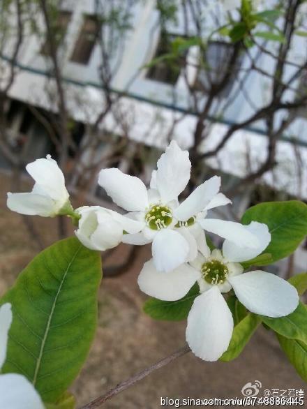 【石之若璞-花事-春末觅花影】中文学名：白鹃梅~ 拉丁学名：Exochorda racemosa (Lindl.) Rehd.~ 别 称：金瓜果、九活头、茧子花~ 蔷薇科-绣线菊亚科-白鹃梅属~