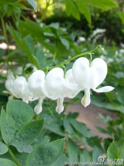 【石之若璞-花事-春末觅花影】白花荷包牡丹~好像带翅膀的天使心：）园艺品种~别 称：荷包花、蒲包花、兔儿牡丹、铃儿草、鱼儿牡丹~罂粟科-荷包牡丹亚科-荷包牡丹属~