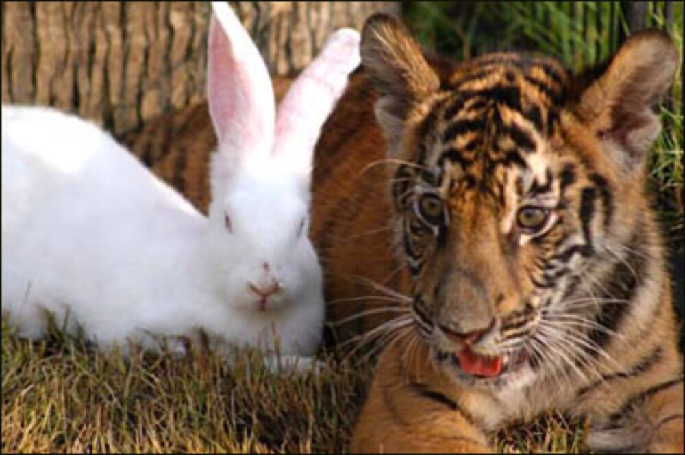 Tiger&amp;amp;Bunny