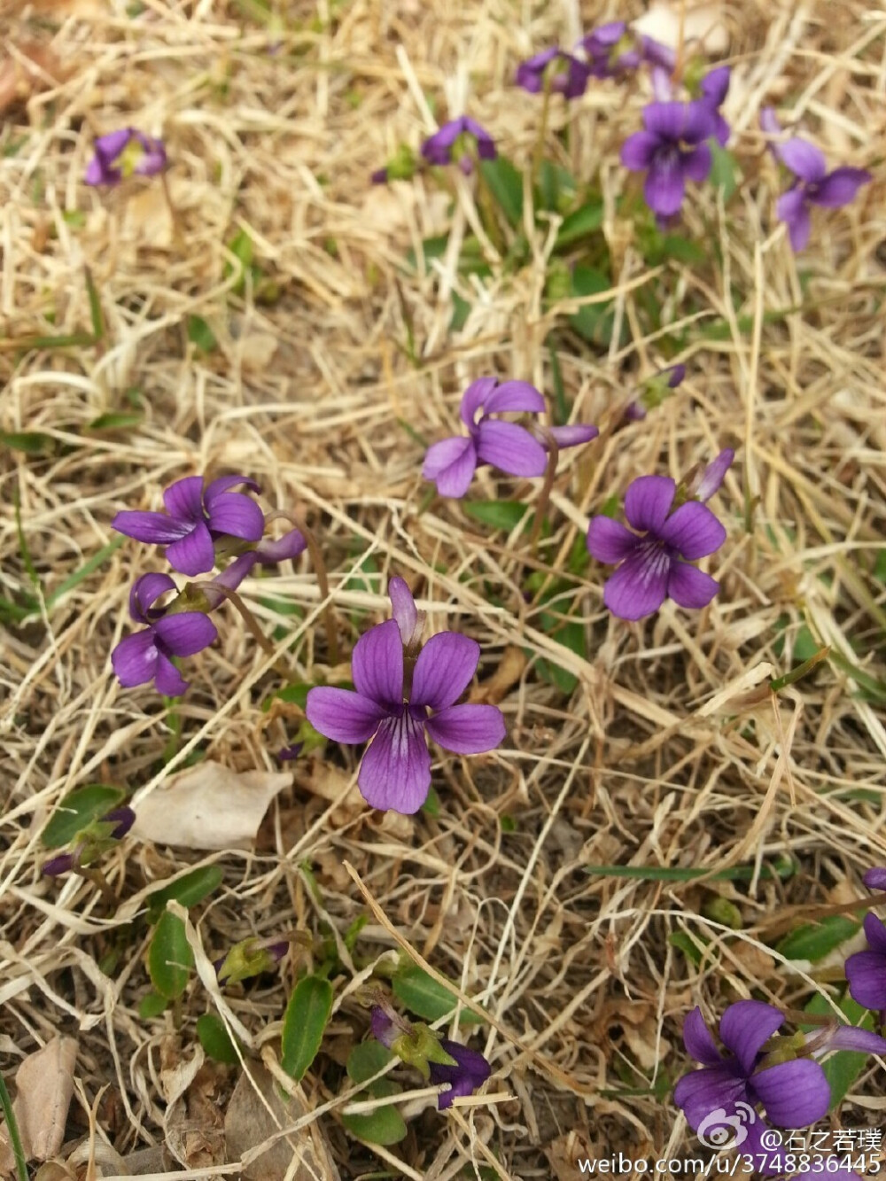 【石之若璞-花事-早春觅花影】紫花地丁~堇菜科堇菜属~全草入药~