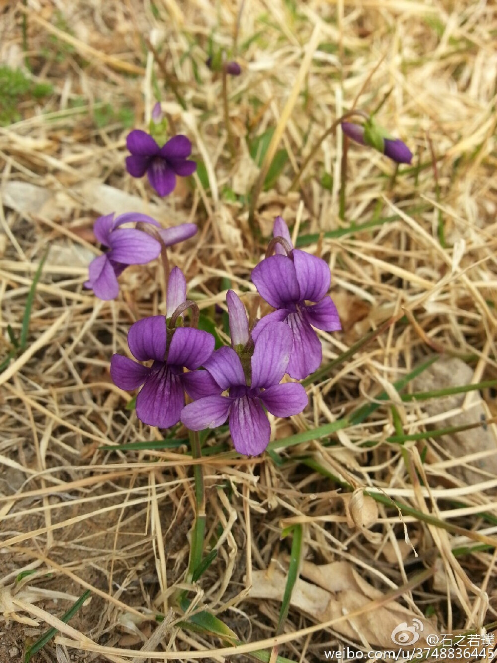 【石之若璞-花事-早春觅花影】紫花地丁~堇菜科堇菜属~全草入药~