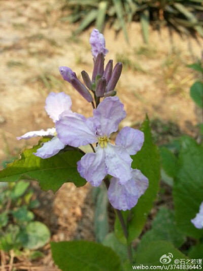 【石之若璞-花事-早春觅花影】诸葛菜~别 称：菜子花、二月蓝、紫金草~十字花科，诸葛菜属~因农历二月前后开始开蓝紫色花，故称二月蓝~中国北方常见的一种野菜，其嫩叶和茎可食，种子收集在一起可以用于榨油~