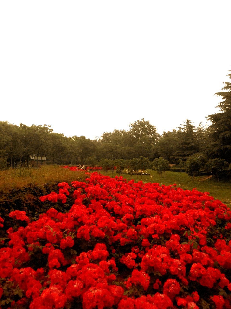 月季花海