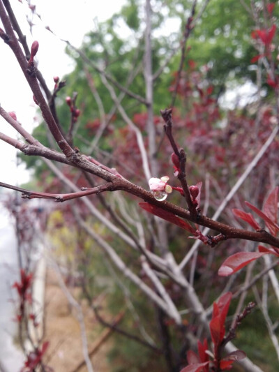 花上的雨珠。拍了好几张才对准焦距，好像要个相机