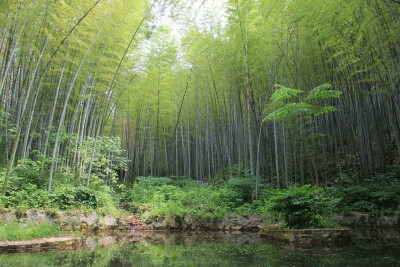 石塘竹海