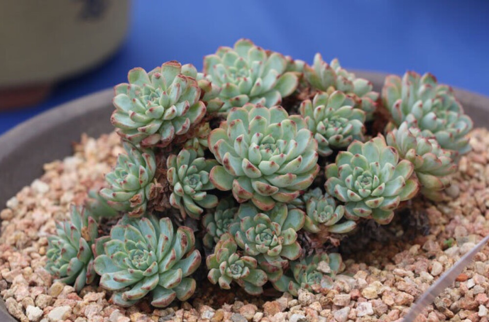 多浆花卉展销会 (现实图片）