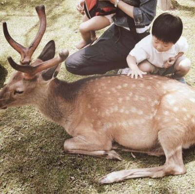 日本感の照片 孩子和鹿