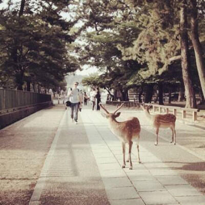 日本感の照片 奈良的鹿