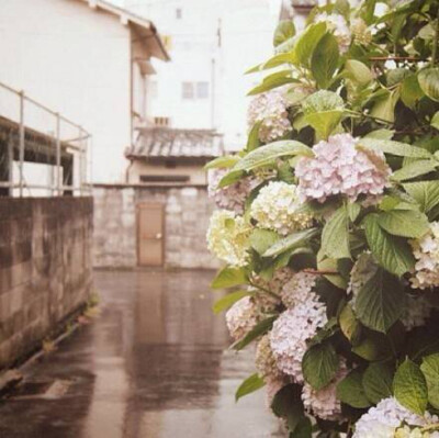 日本感の照片 花