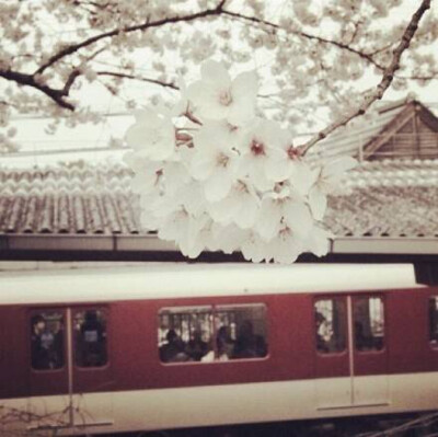 日本感の照片 樱花与火车
