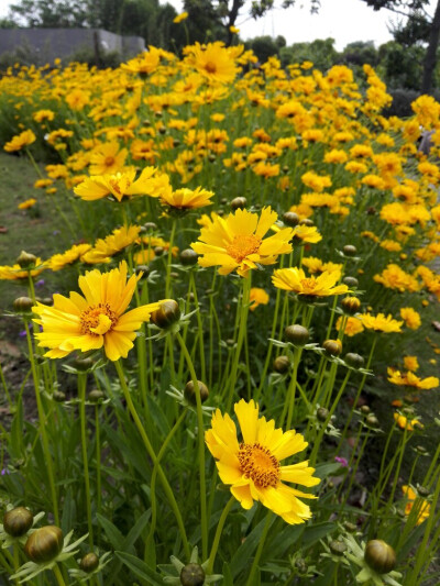 立夏の雏菊