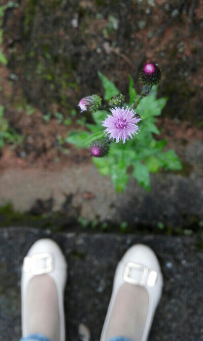 路边的野花不要采